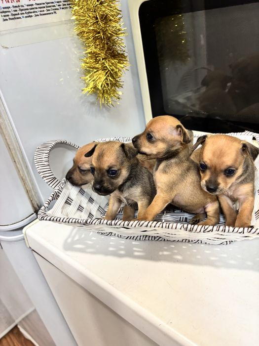 Мини тойтерьер  бронирование