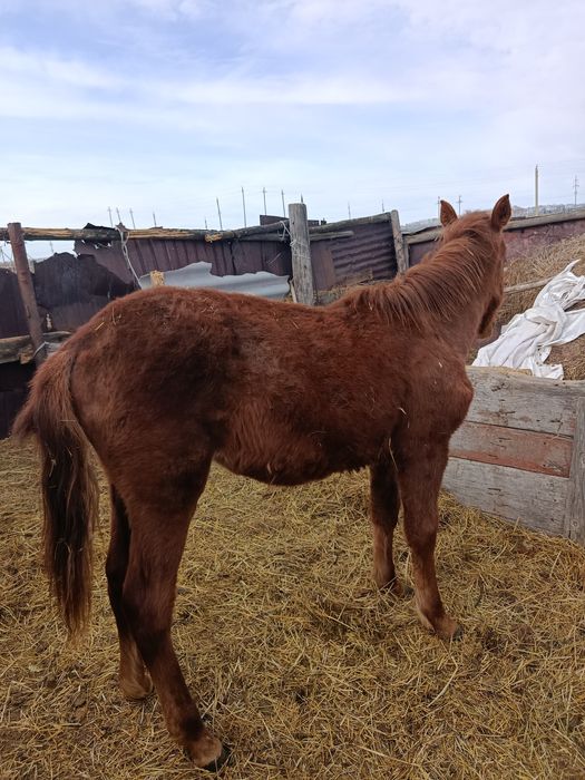 Продам жеребёнка. мальчик.