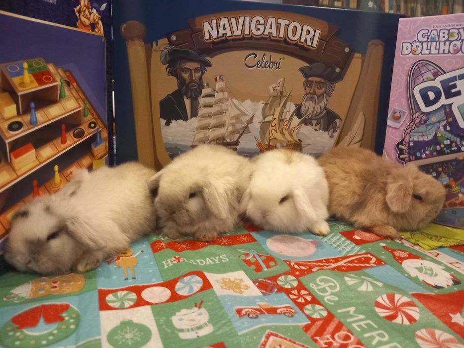 Iepure Pitic Holland Lop Mini Lop Iepurasi Minii Toys de Companie