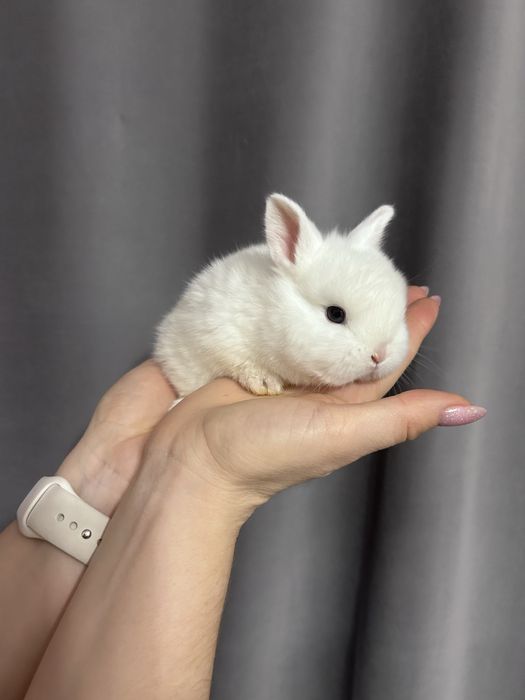 Декоративные кролики