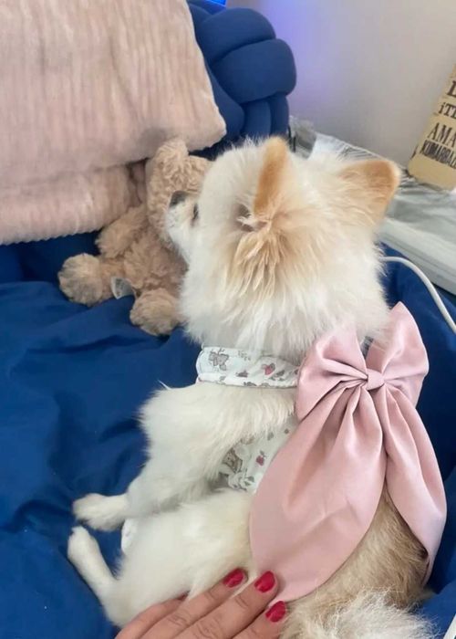 Рокля за куче с нагръдник и каишка Йорки Померан Шпиц Териер