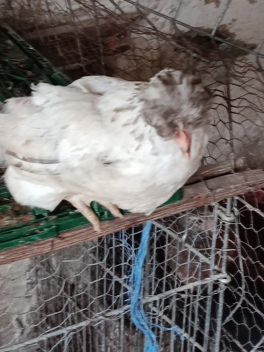 Pui de 3,5 luni motati