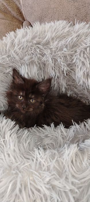 Котята Мейн-куны из питомника