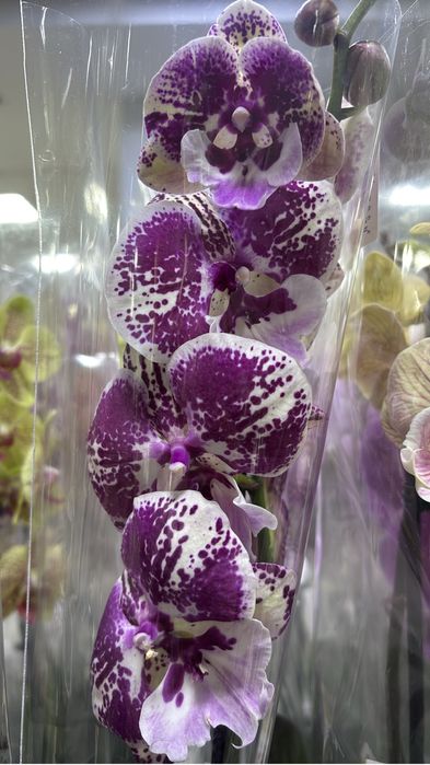 Орхидеи цветущие