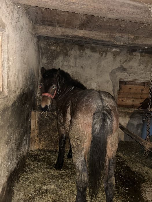 Vand mânz  de un an jumate