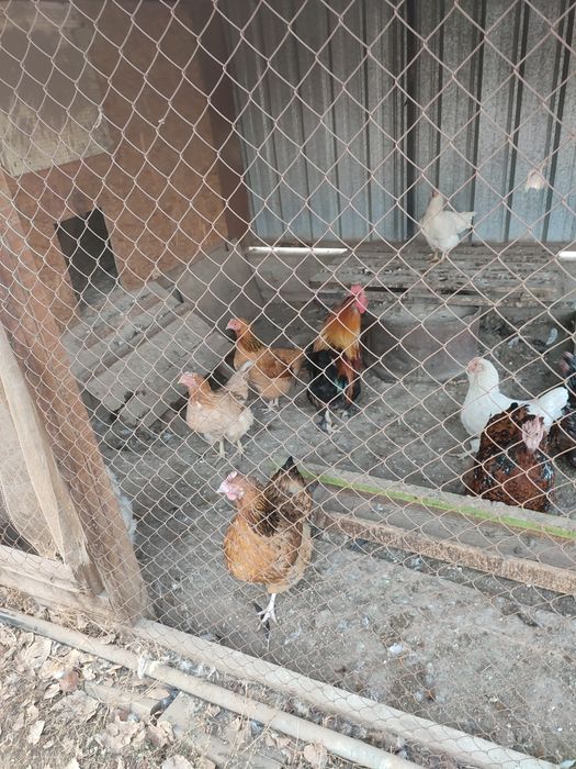 Распродаем курачек и петушков