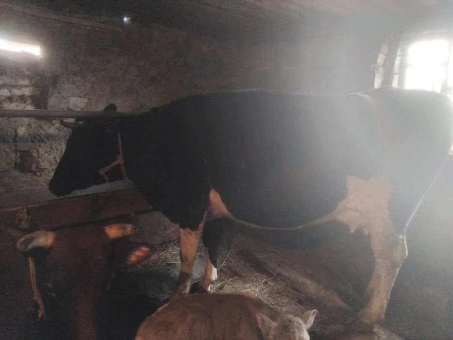 Продам крупно рогатый скот ( коров)