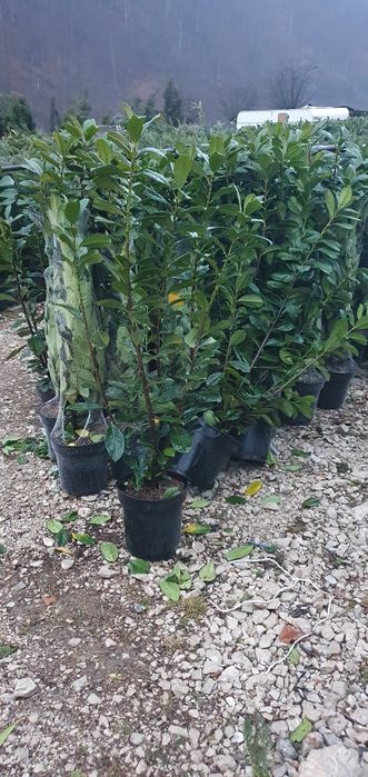 Laura englezesc leylandi chiparos