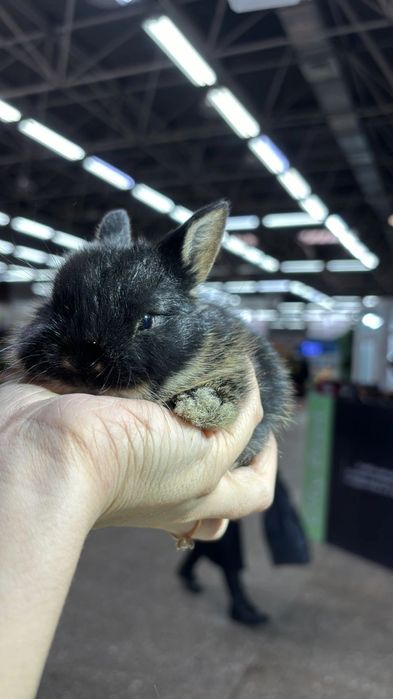 Кролики декоративные