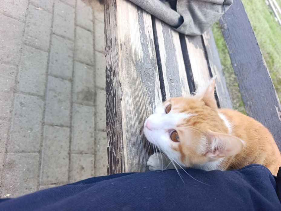 Отдам кота в хорошие руки