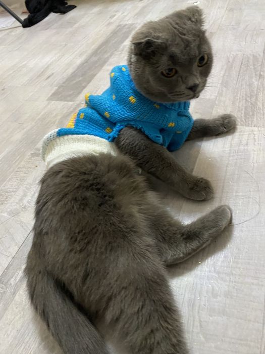 Scottish Fold  кошка