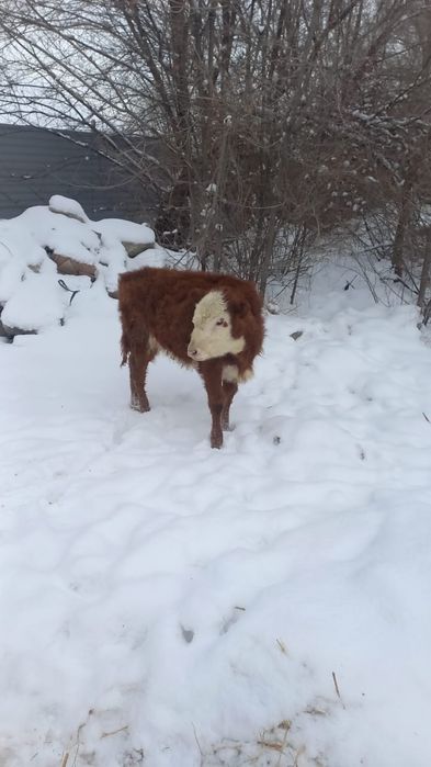 Животные сельхоз животные