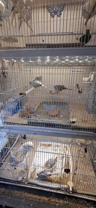 Turturele diamant 2024/2025  inelate