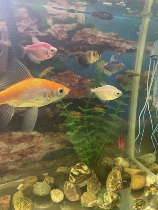 Аквариум балыктарымен сатылады.