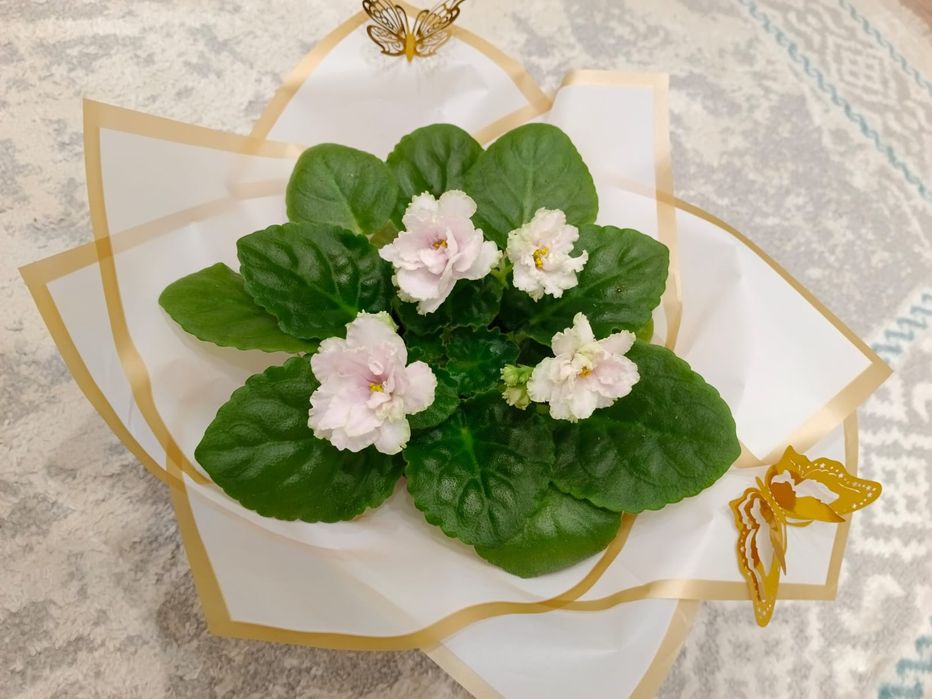 Продаются фиалки