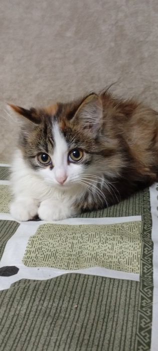 Бесплатно отдам пушистого