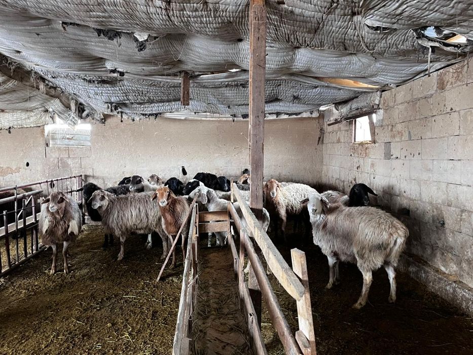 Семіз тоқты, саулықтар сатылады