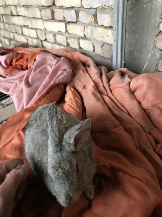 Quyon bolalari kelishtiramiz