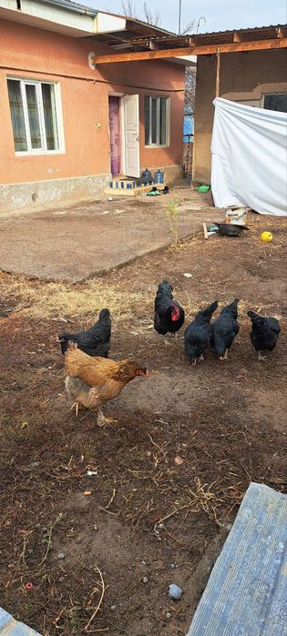 Хороз товула сотилади