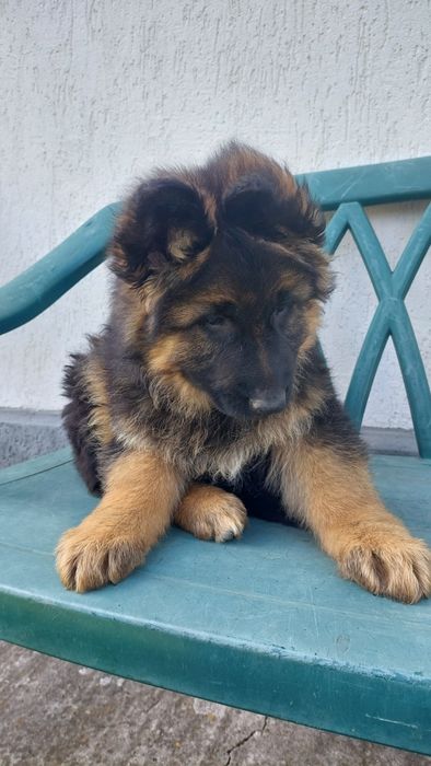 Pui Ciobănesc german- talie mare , păr lung