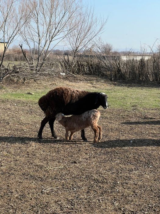 Бараны с барашками