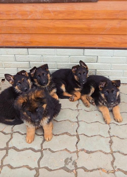 Щенки немецкой овчарки