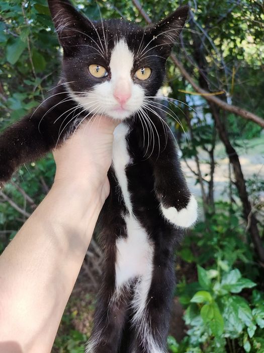 Отдам котят.Доставка есть