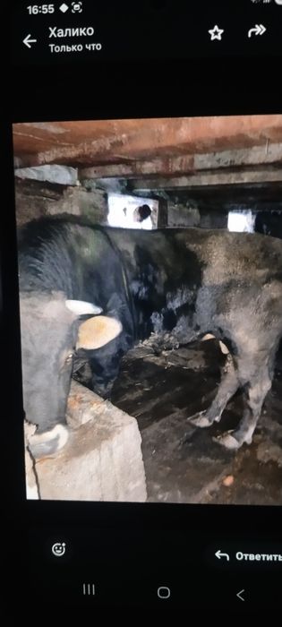 Бычок алатауский