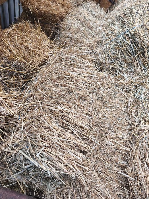 Baloți  mici paie grâu