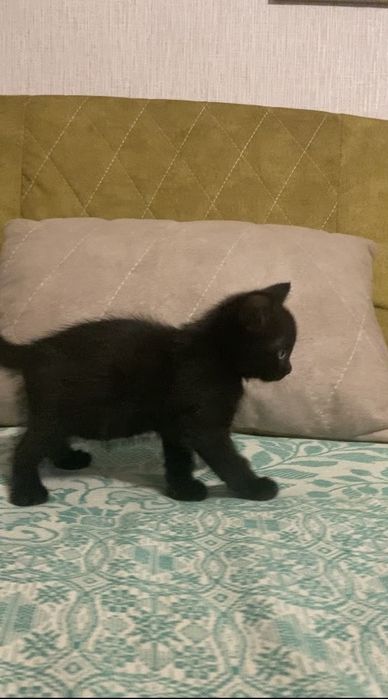 Отдам котёнка в добрые руки