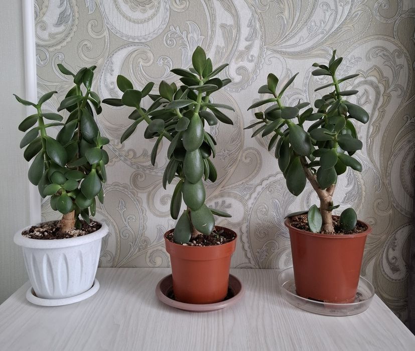 Комнатные  растения