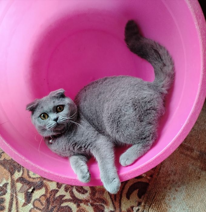 Продаётся британский кот (мальчик) скотиш фолд. Очень добрый и ласковы