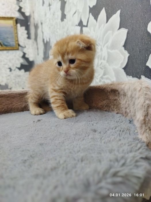 Продаются шотландские котята