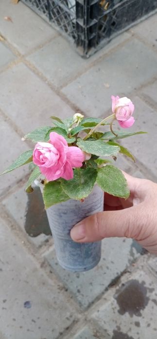 Продам комнатные растения