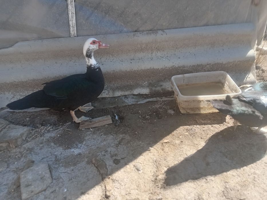 Инда утка сотилади