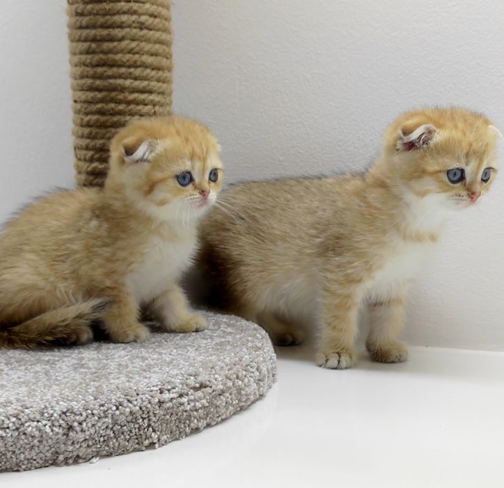 Кошечки и коТики шотландские/