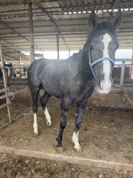 Сыйлыққа Тай Құнан англо араб