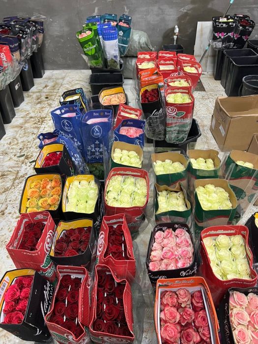 Крупные свежие тюльпаны за 700тг