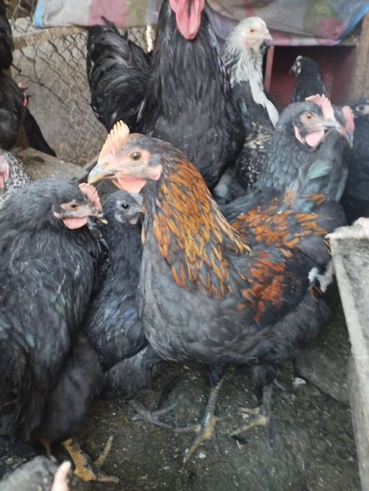 Продаётся молодие петухи