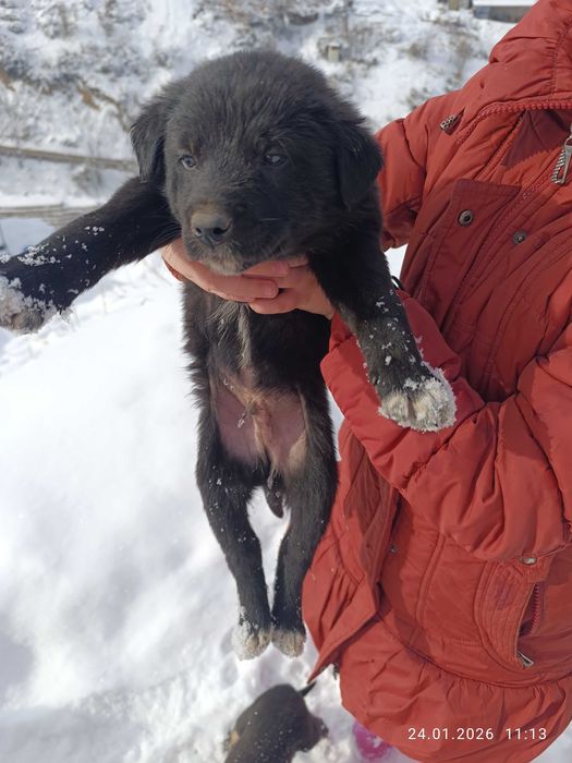 Отдам щенков даром