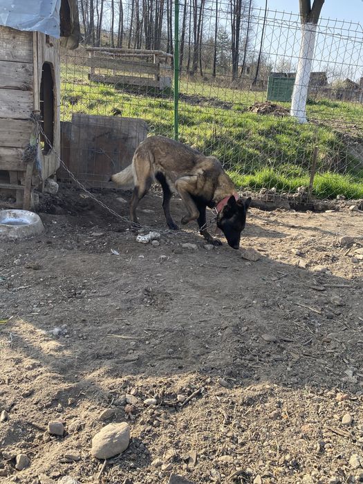 Vand femela Belgian Malinois
