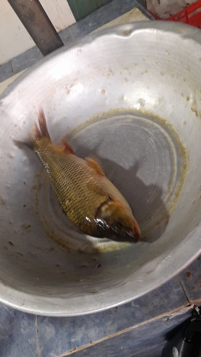 Рыба оптывый цена