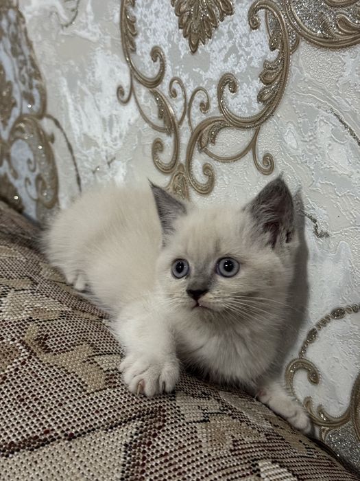 Срочно! Продается привитый котенок редкой породы Blue Point!