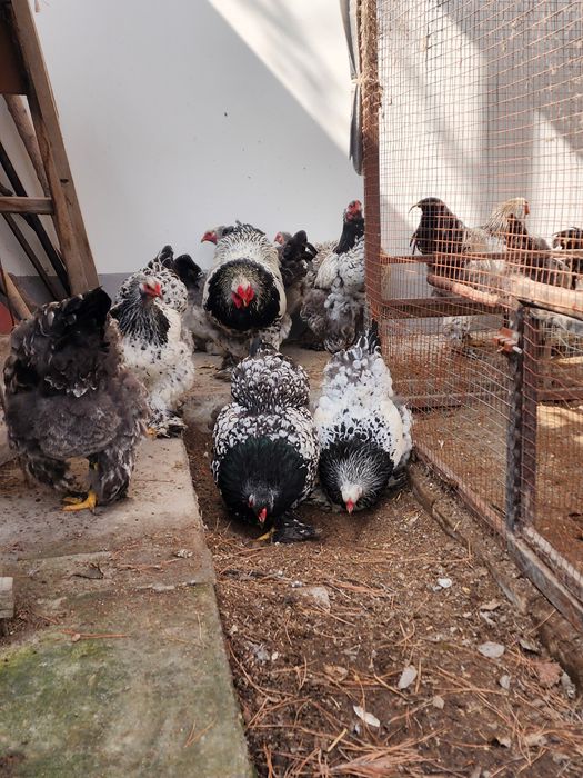 Brama tyomniy pux tuxumlari sotiladi