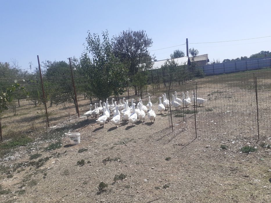 Vând gâște de țară
