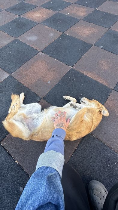 Собака подросток в добрые руки