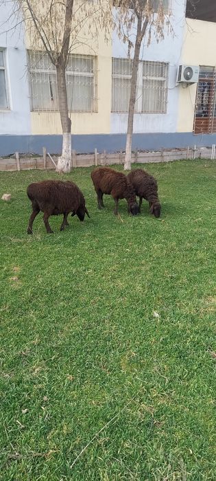 Хусори куйлар сотилади