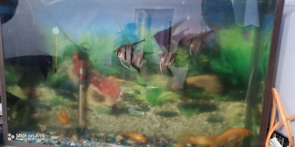 Продам аквариум вместе с рыбками.