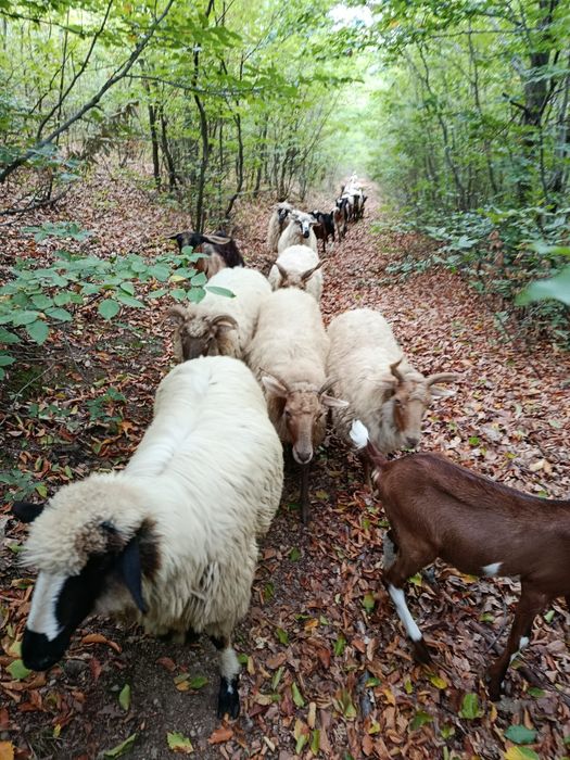 Vând capre și oi