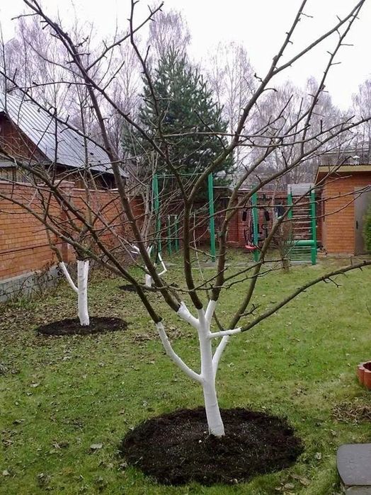 Обрезка плодовых деревьев